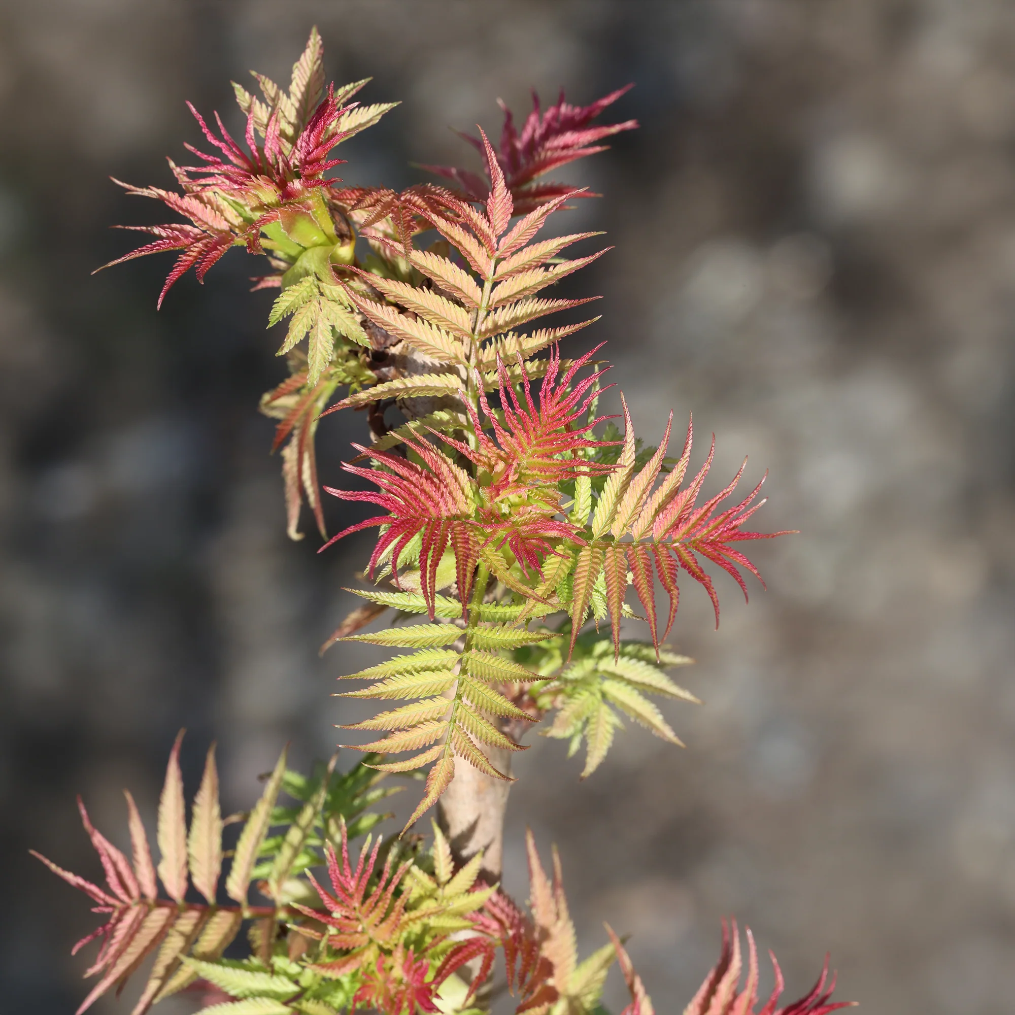 Productafbeelding 5
