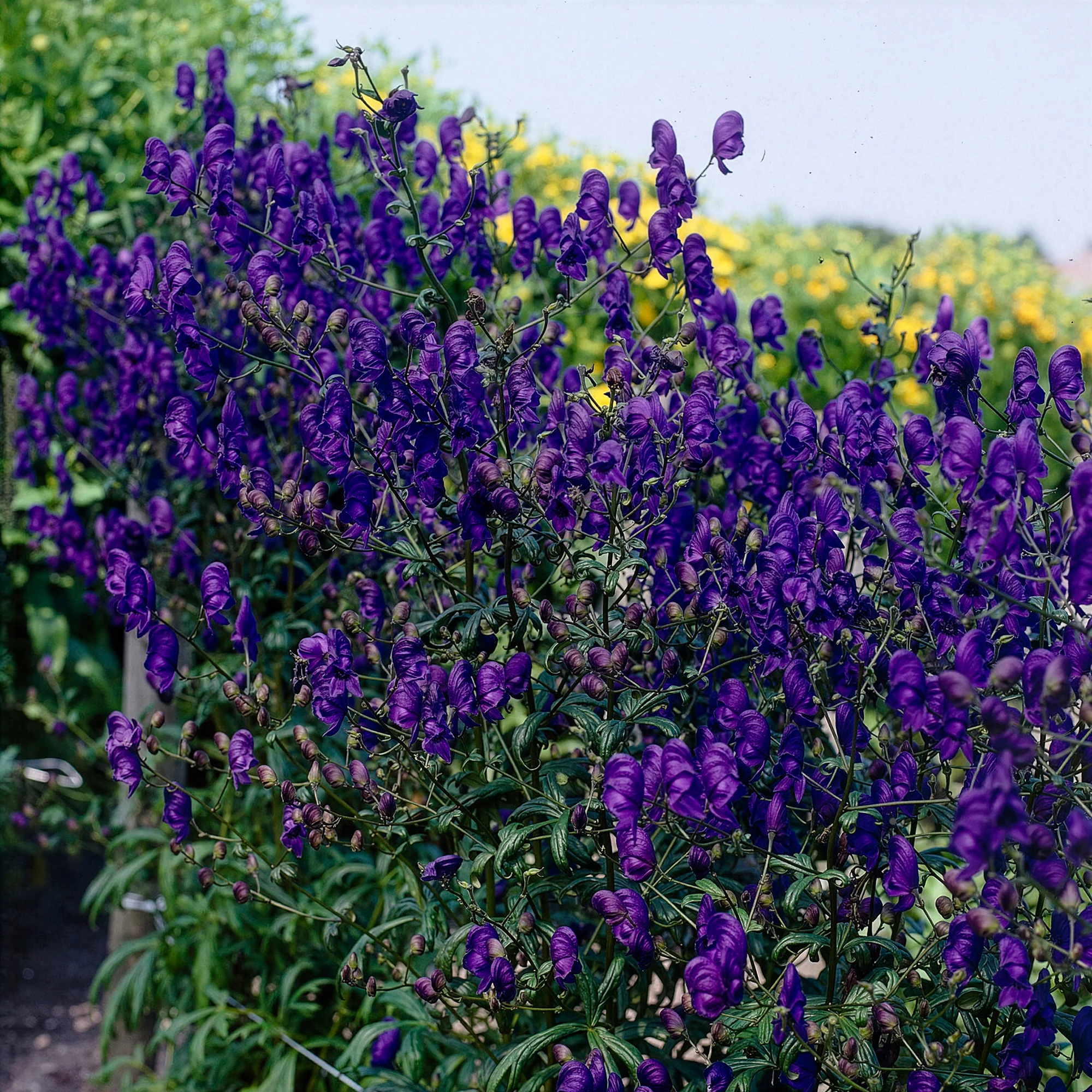 Miniatuur 1
