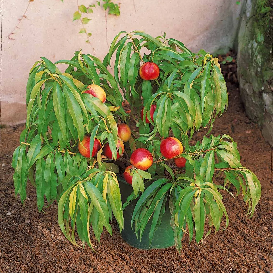 Miniatuur 2
