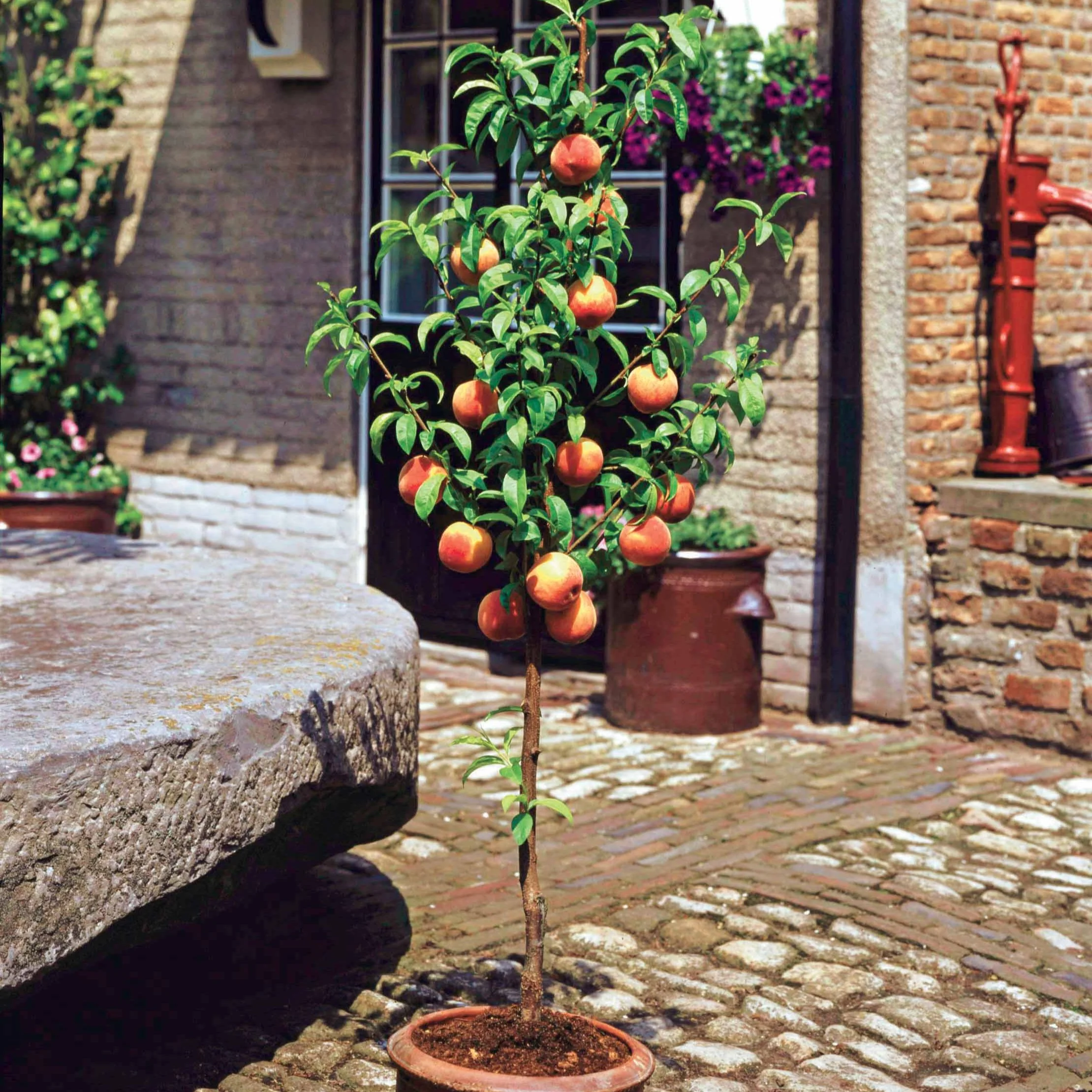 Miniatuur 2