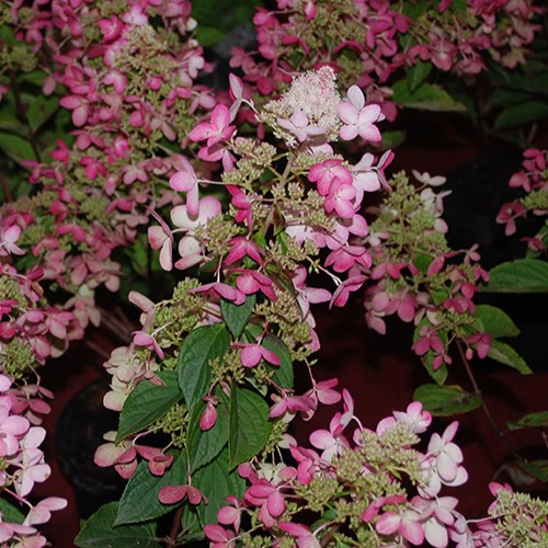 Miniatuur 1