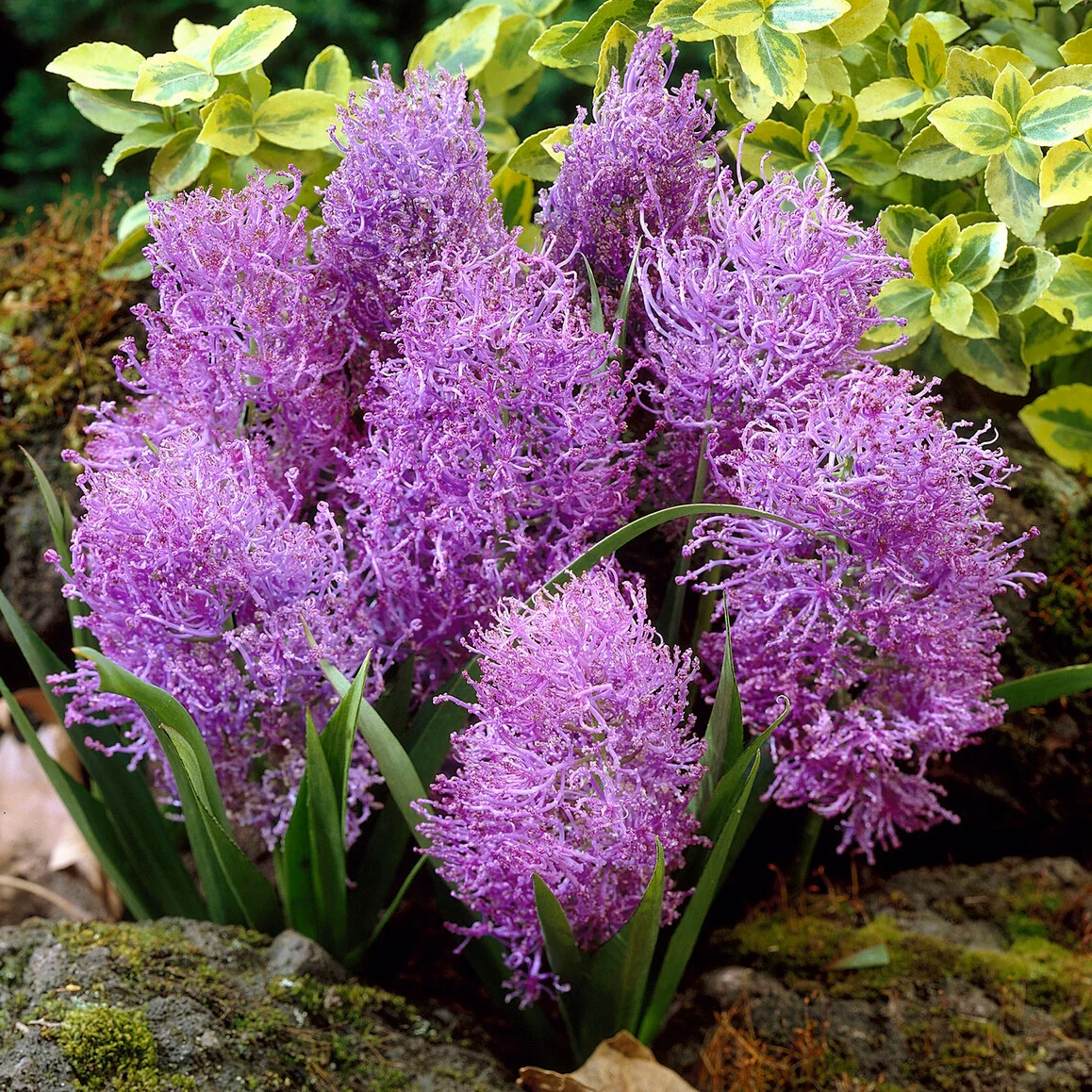 Miniatuur 1