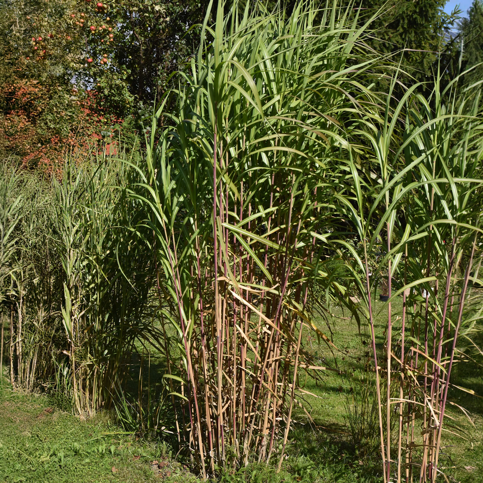 Productafbeelding 2