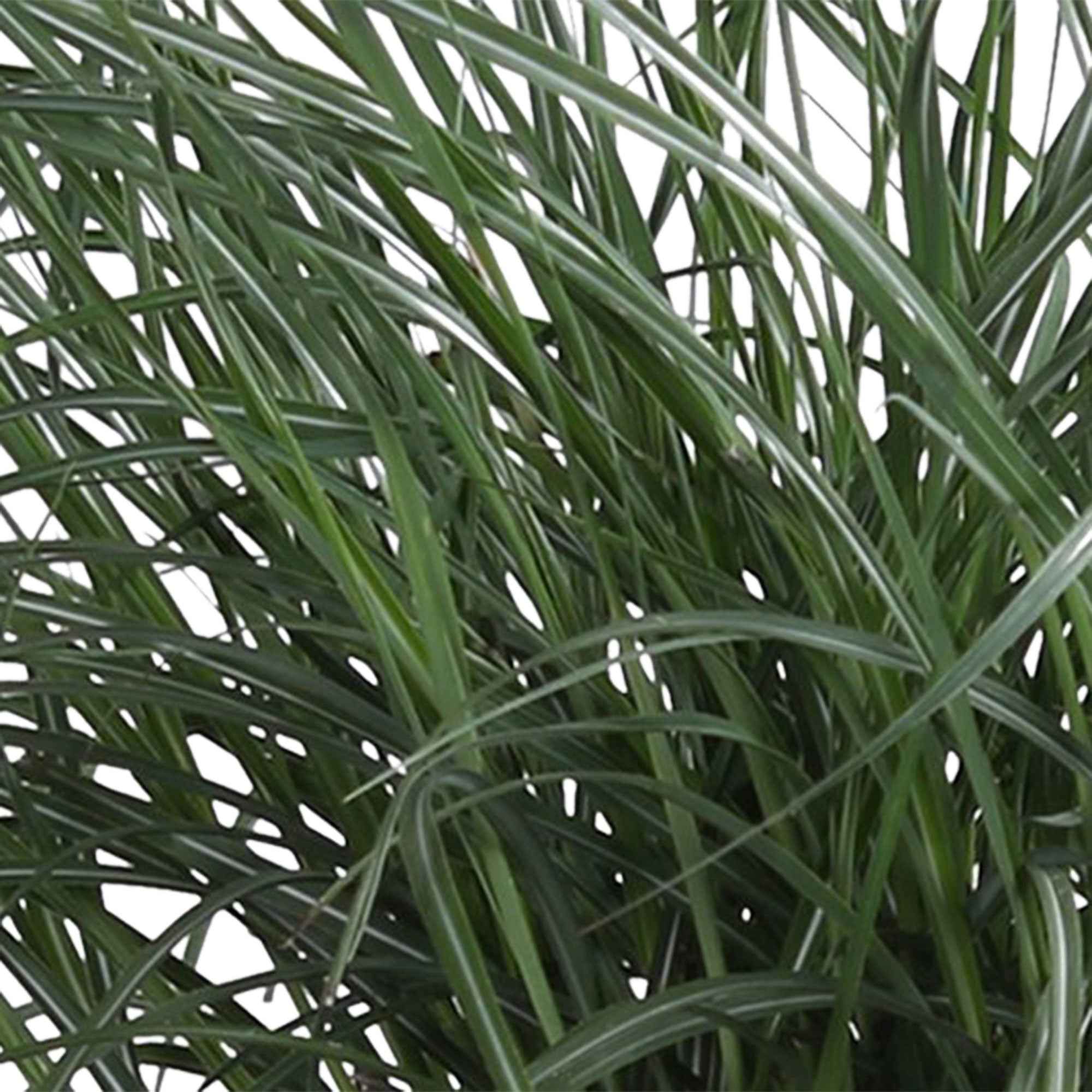 Productafbeelding 3