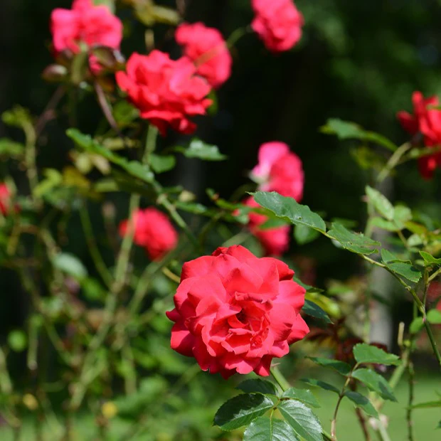 Miniatuur 1