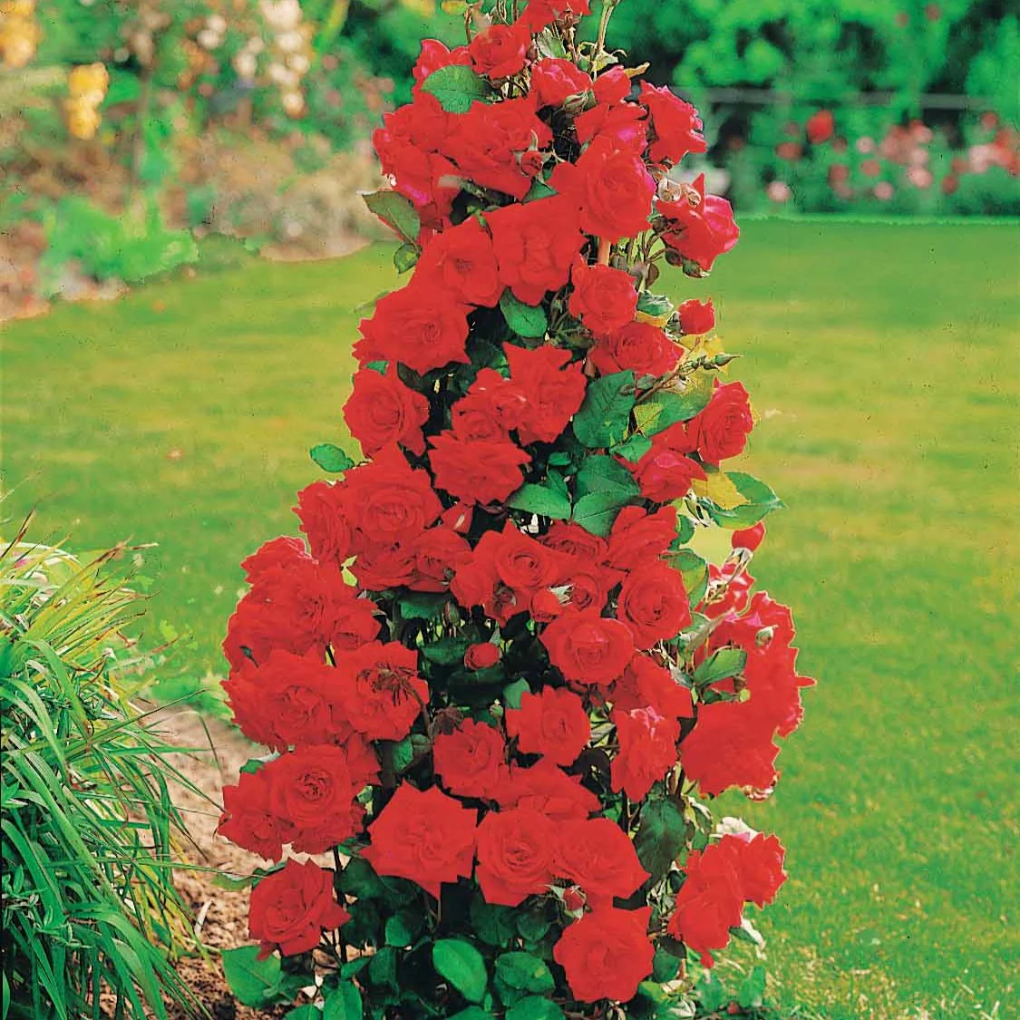 Miniatuur 2