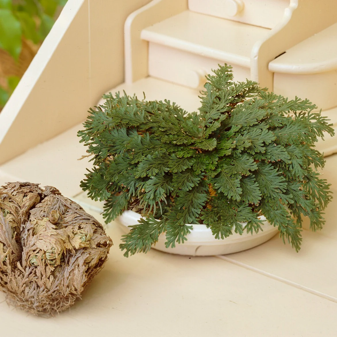 Miniatuur 1