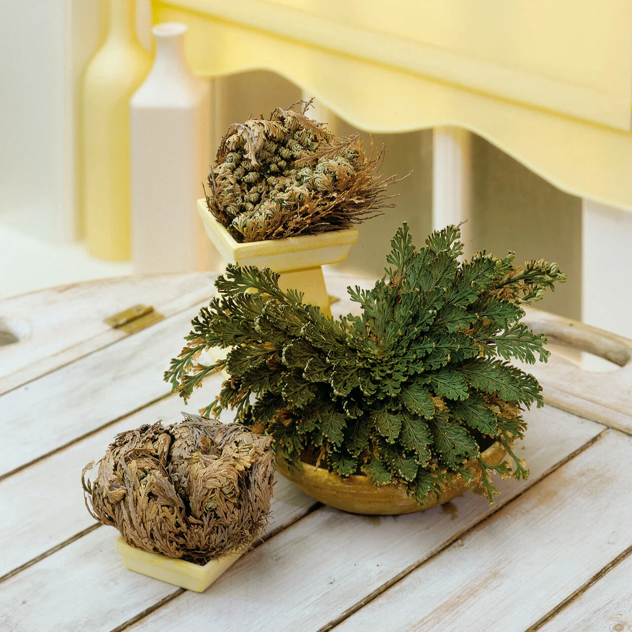 Miniatuur 2