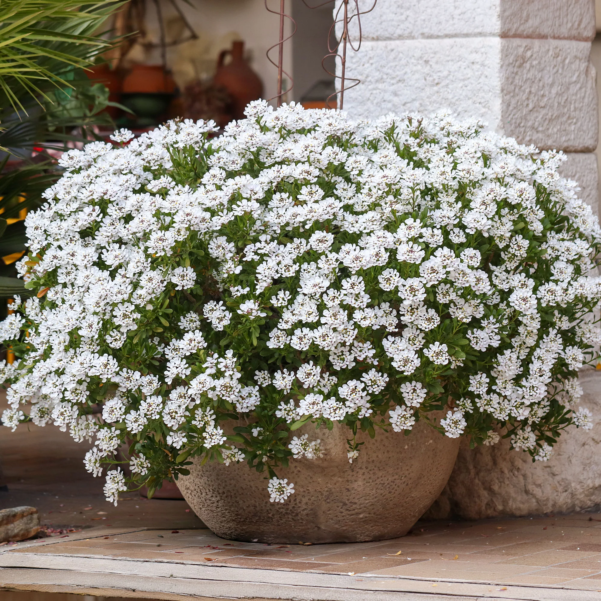 Miniatuur 1