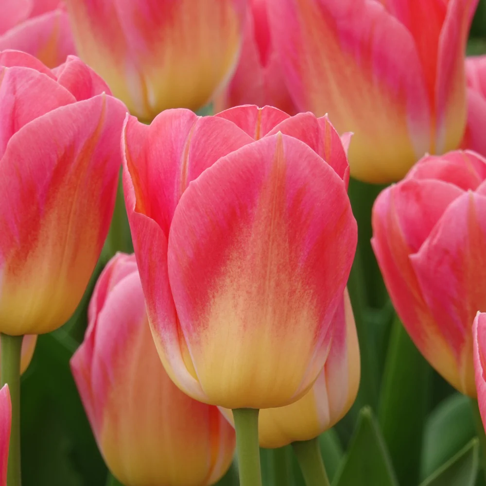 Productafbeelding 1