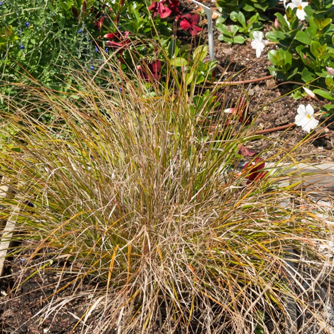 Miniatuur 2