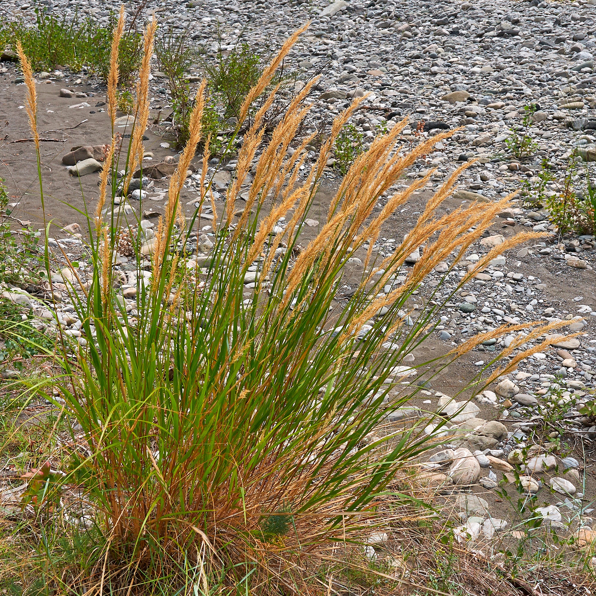 Miniatuur 1