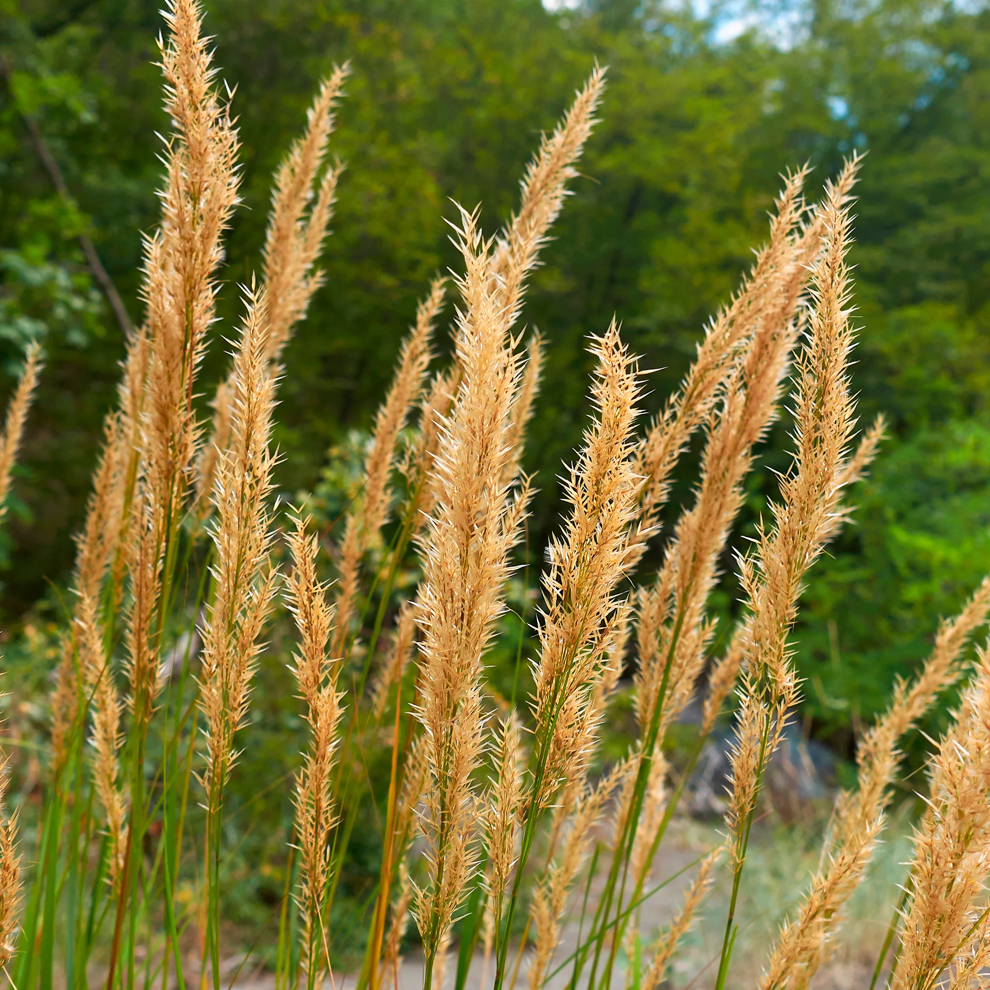 Miniatuur 2