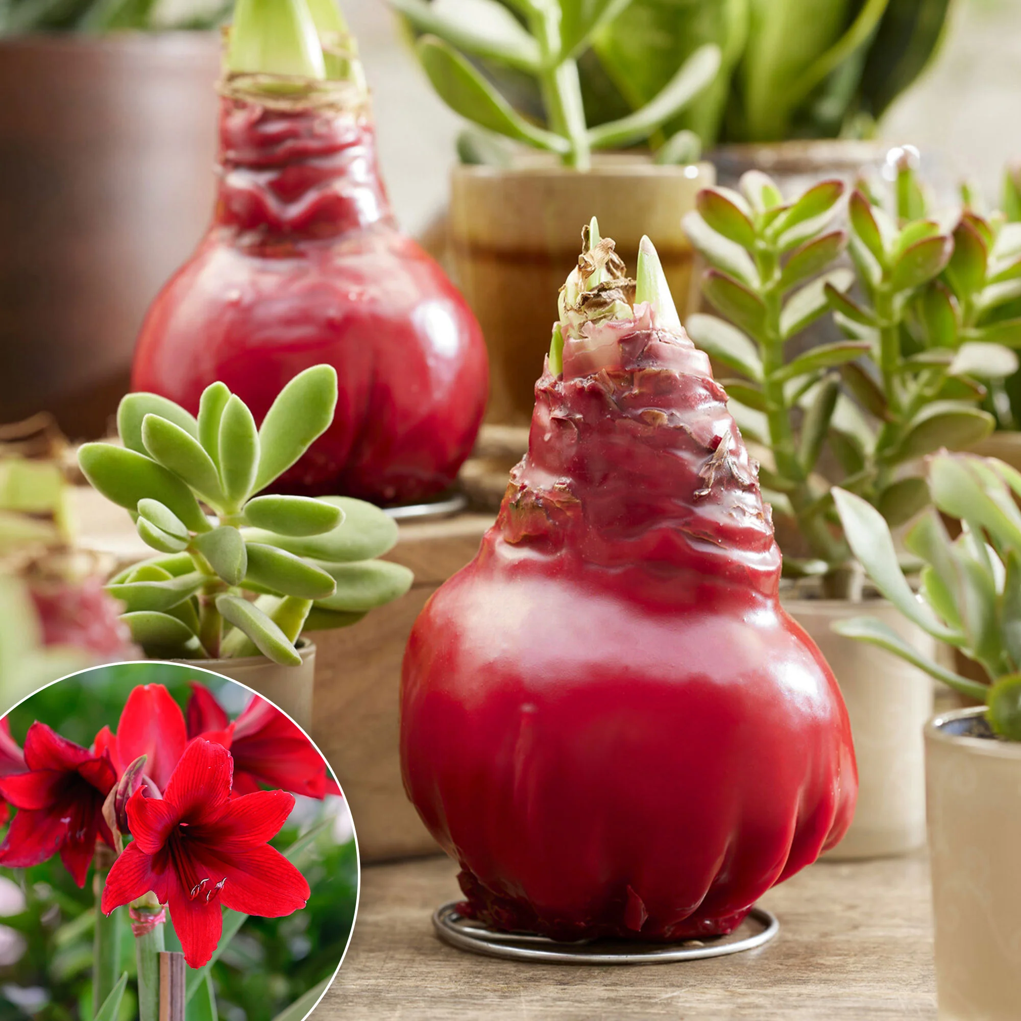 Miniatuur 1