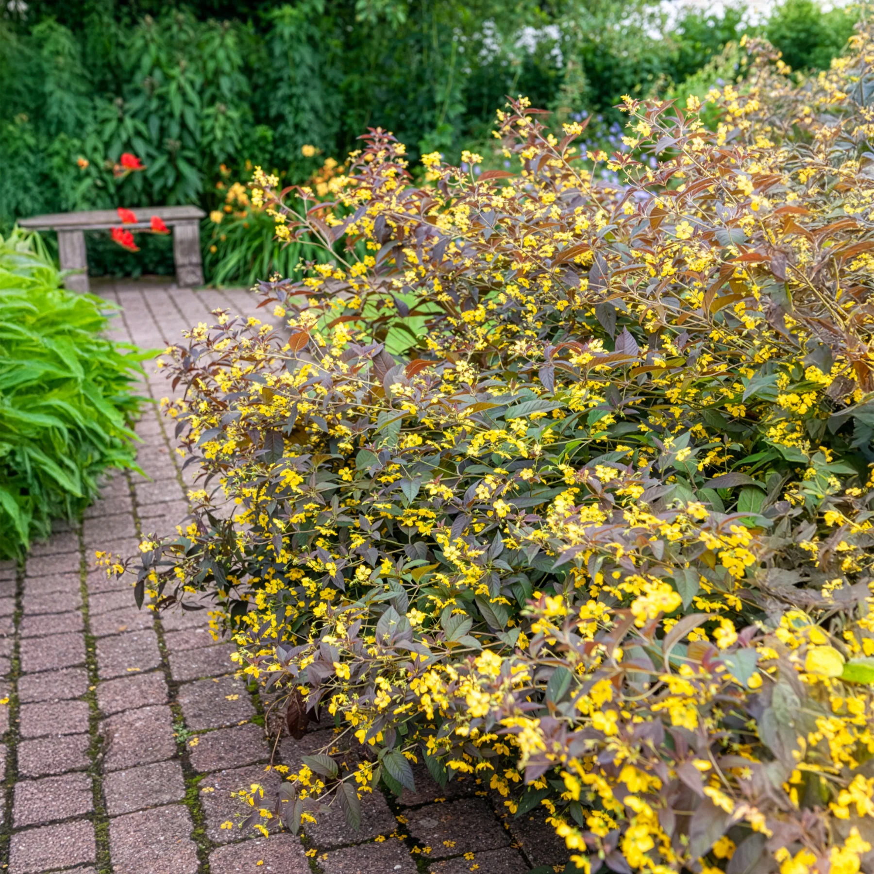 Productafbeelding 5