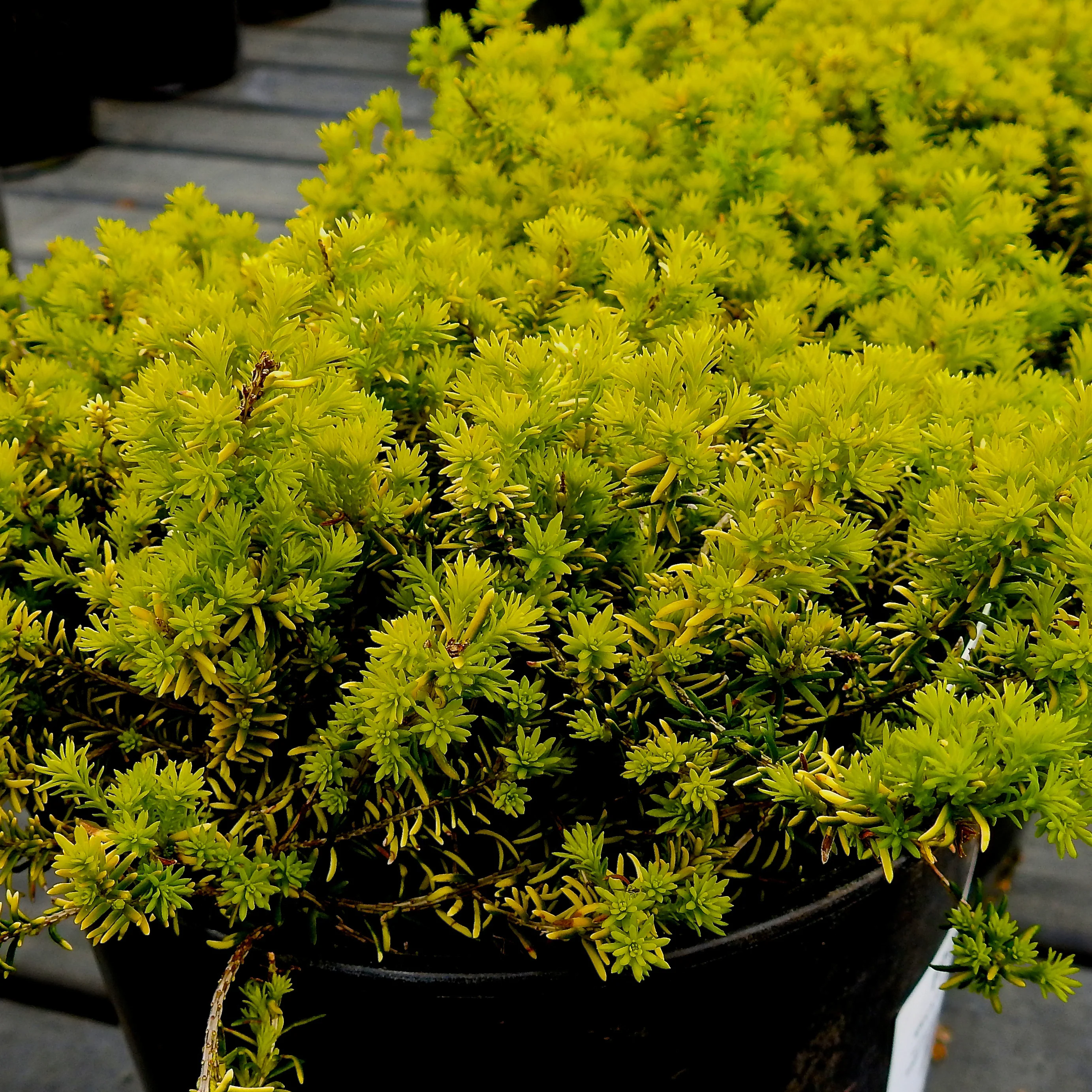 Miniatuur 1