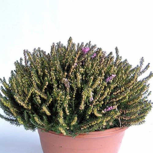 Miniatuur 2