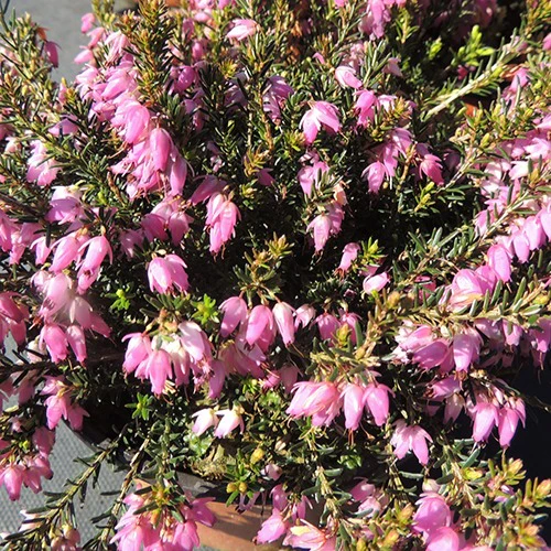 Miniatuur 2