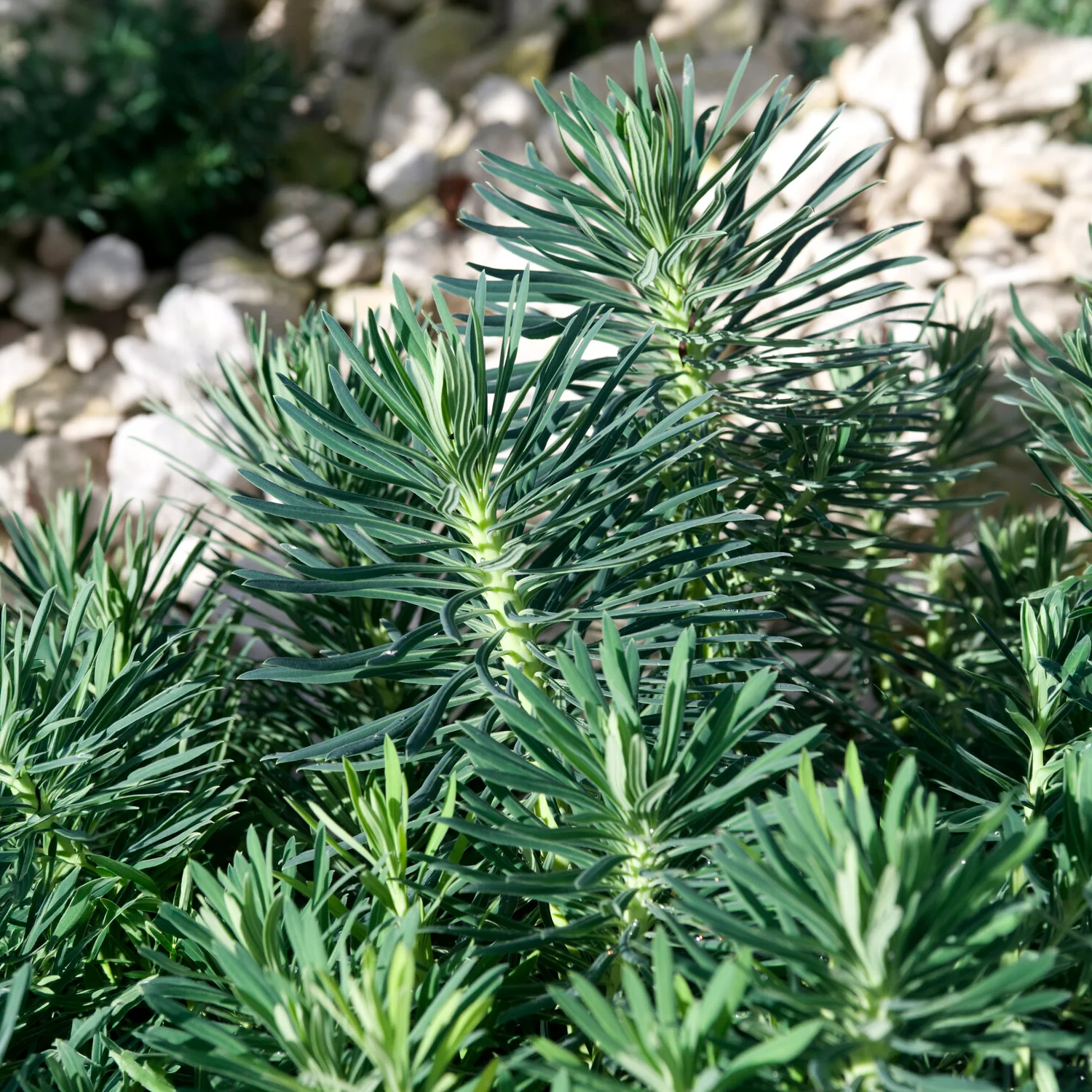 Miniatuur 2