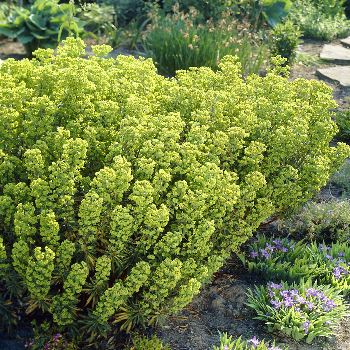 Miniatuur 1