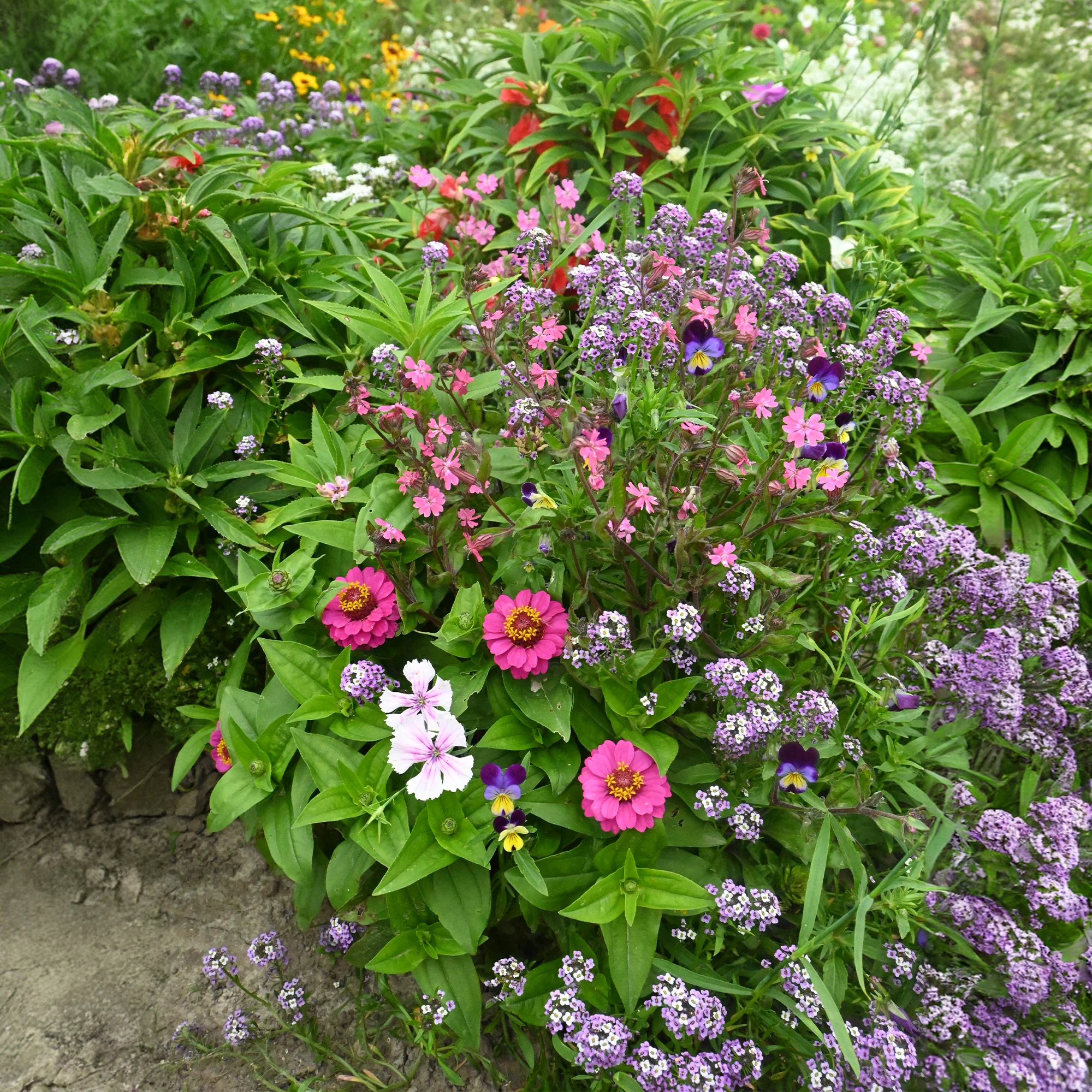 Miniatuur 2