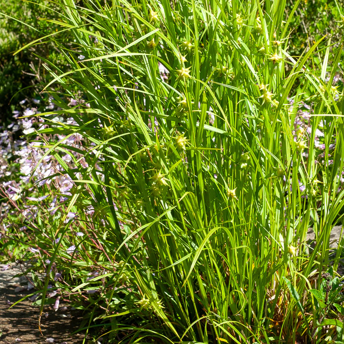 Productafbeelding 1