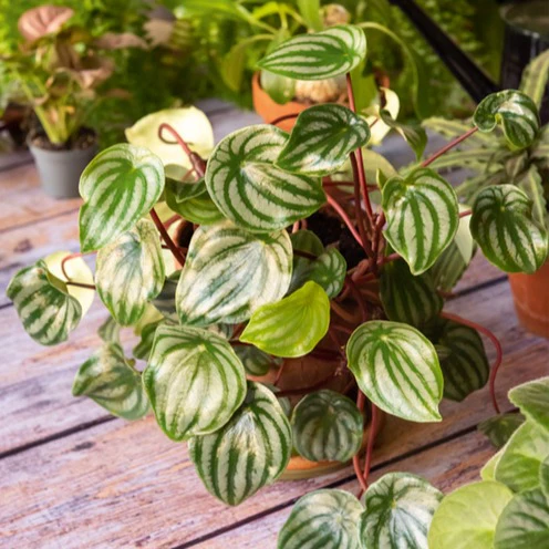 Miniatuur 1