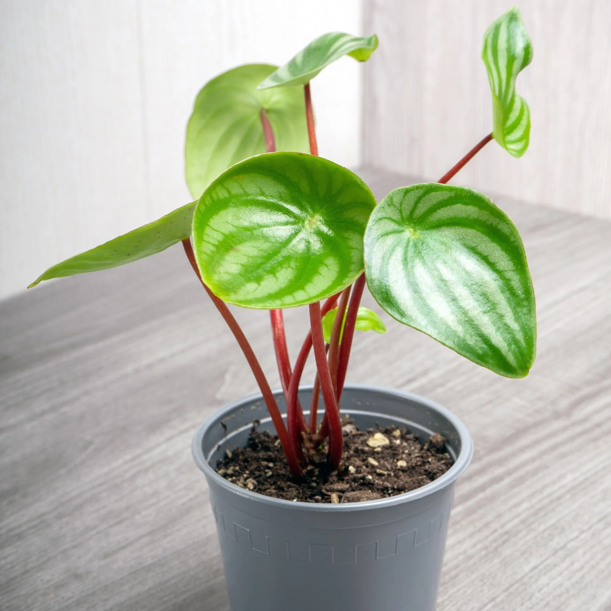 Miniatuur 2